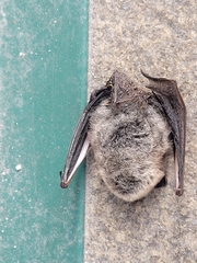 Myotis
