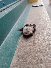 Myotis