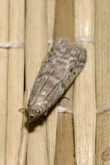 Ephestia elutella