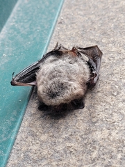 Myotis