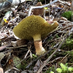 Suillus ampliporus