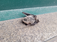 Myotis