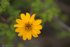 Wedelia hispida