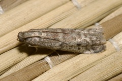 Ephestia elutella