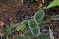 Phyllagathis prostrata