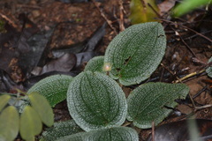 Phyllagathis prostrata