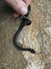 Diadophis punctatus punctatus