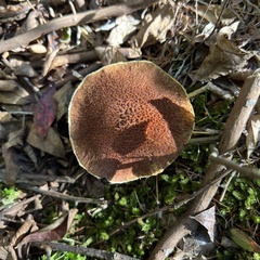 Suillus ampliporus