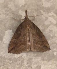 Hypena rostralis
