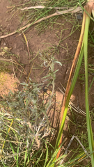 Gnaphalium uliginosum