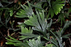 Selaginella