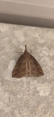 Hypena rostralis