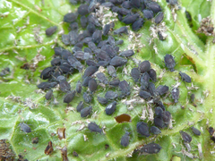 Aphis rumicis