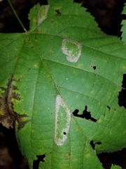Phyllonorycter lucetiella