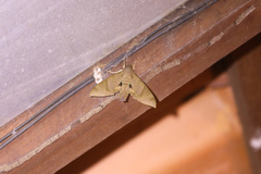 Pachylioides resumens