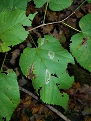 Phyllonorycter lucetiella