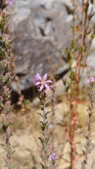 Lythrum salicaria