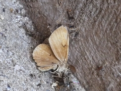 Lymantria dispar