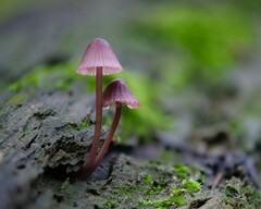 Mycena sanguinolenta