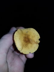 Cystoderma amianthinum