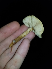 Cystoderma amianthinum