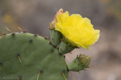 Opuntia engelmannii