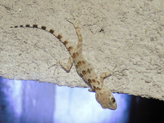 Tenuidactylus caspius