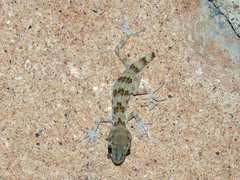 Tenuidactylus caspius