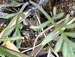 Trinia glauca