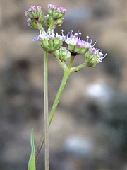 Trinia glauca