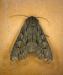 Fishia yosemitae