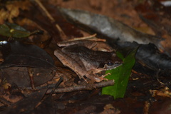 Rana johnsi