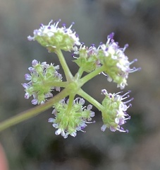 Trinia glauca