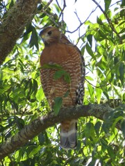 Buteo lineatus elegans