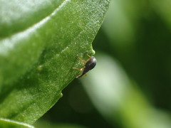 Protapion fulvipes