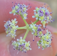 Trinia glauca