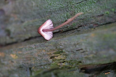Mycena sanguinolenta