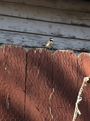 Poecile atricapillus