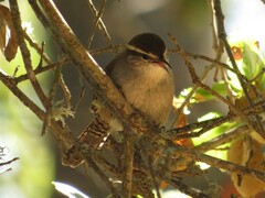 Thryomanes bewickii spilurus