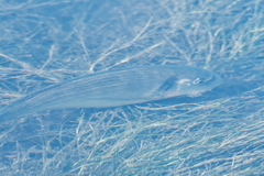 Sparus auratus
