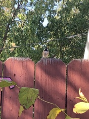 Poecile atricapillus