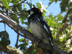 Melanerpes formicivorus bairdi