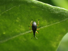 Protapion fulvipes