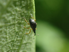 Protapion fulvipes