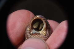 Pagurus granosimanus