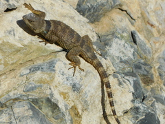 Sceloporus poinsettii