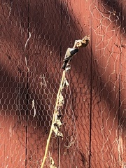 Poecile atricapillus