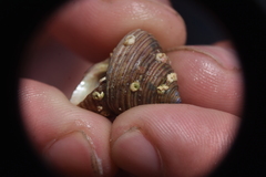 Calliostoma ligatum