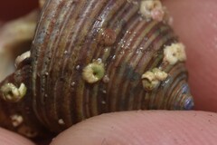 Jugaria quadrangularis