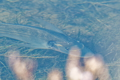 Sparus auratus